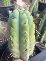 💎🌶️🌶️ NOM — Thick 7” Tip