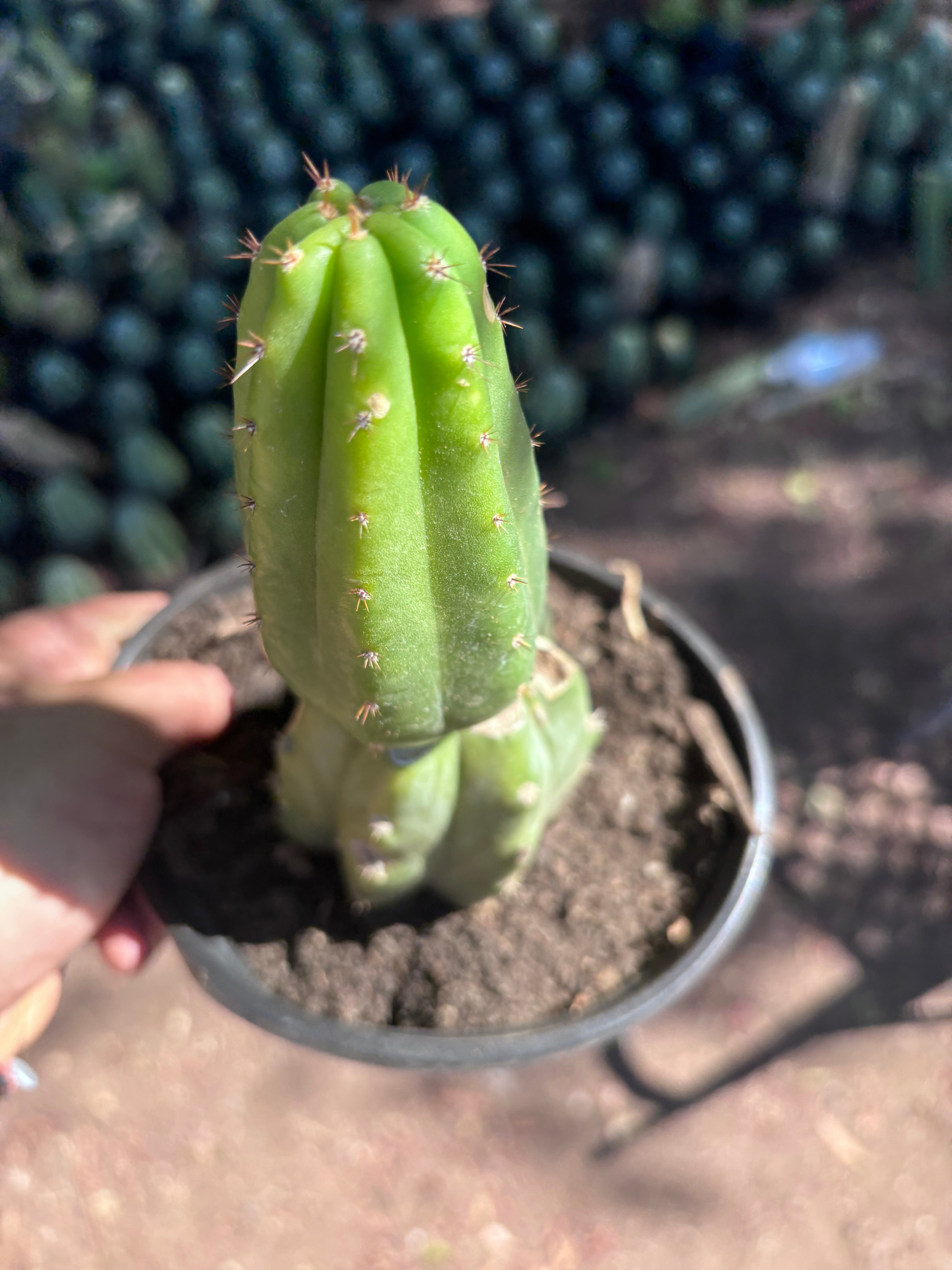 👑🌶️🌶️ KR04 — Another Rooted Slab Graft w/ Pup