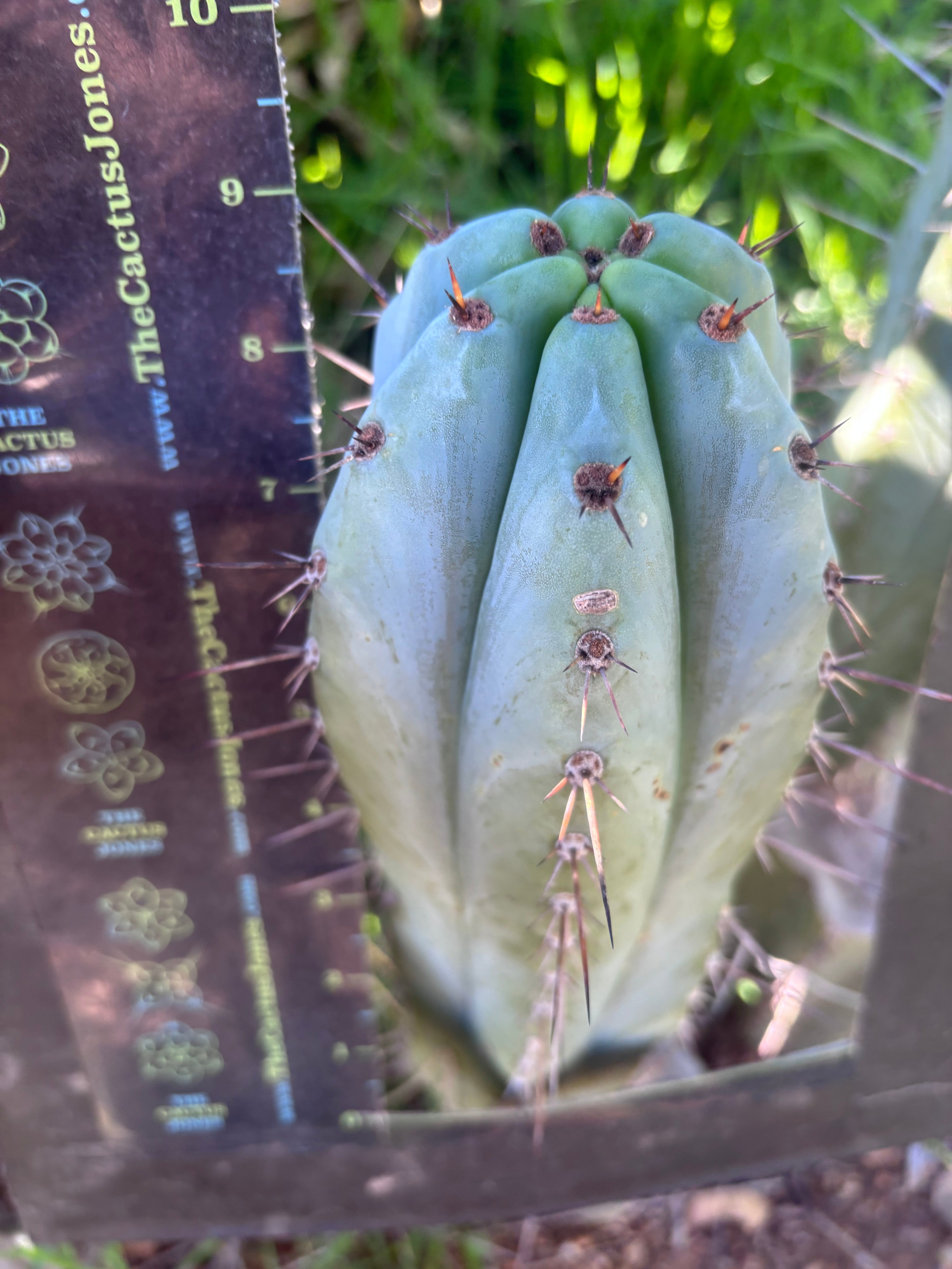 💎👑💎 Tulhuayacensis — Fat 9” Tip