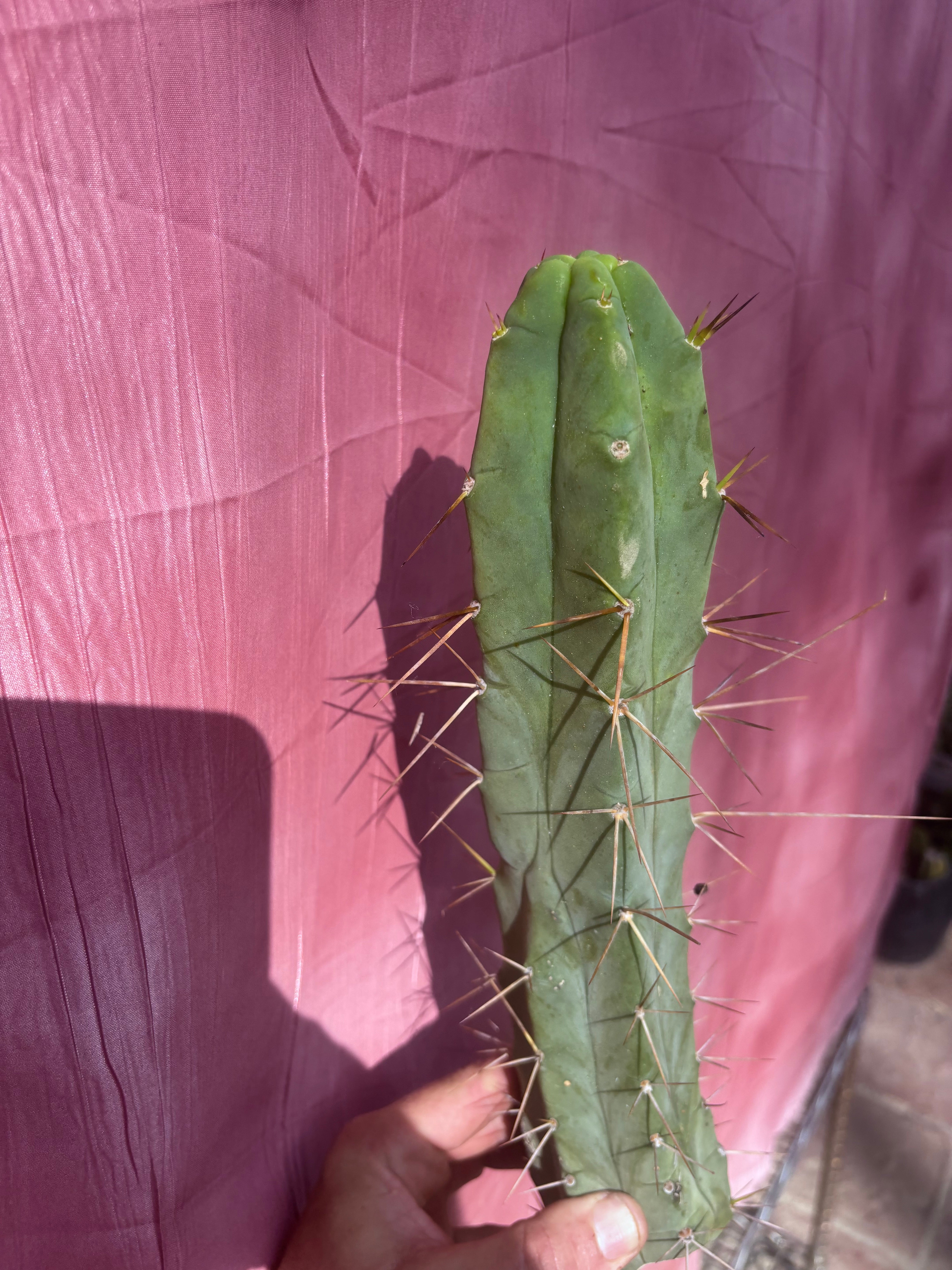 👑🌶️ TBQM  — 14” Tip