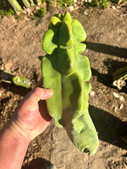 Totem — Beefy 13” Pup