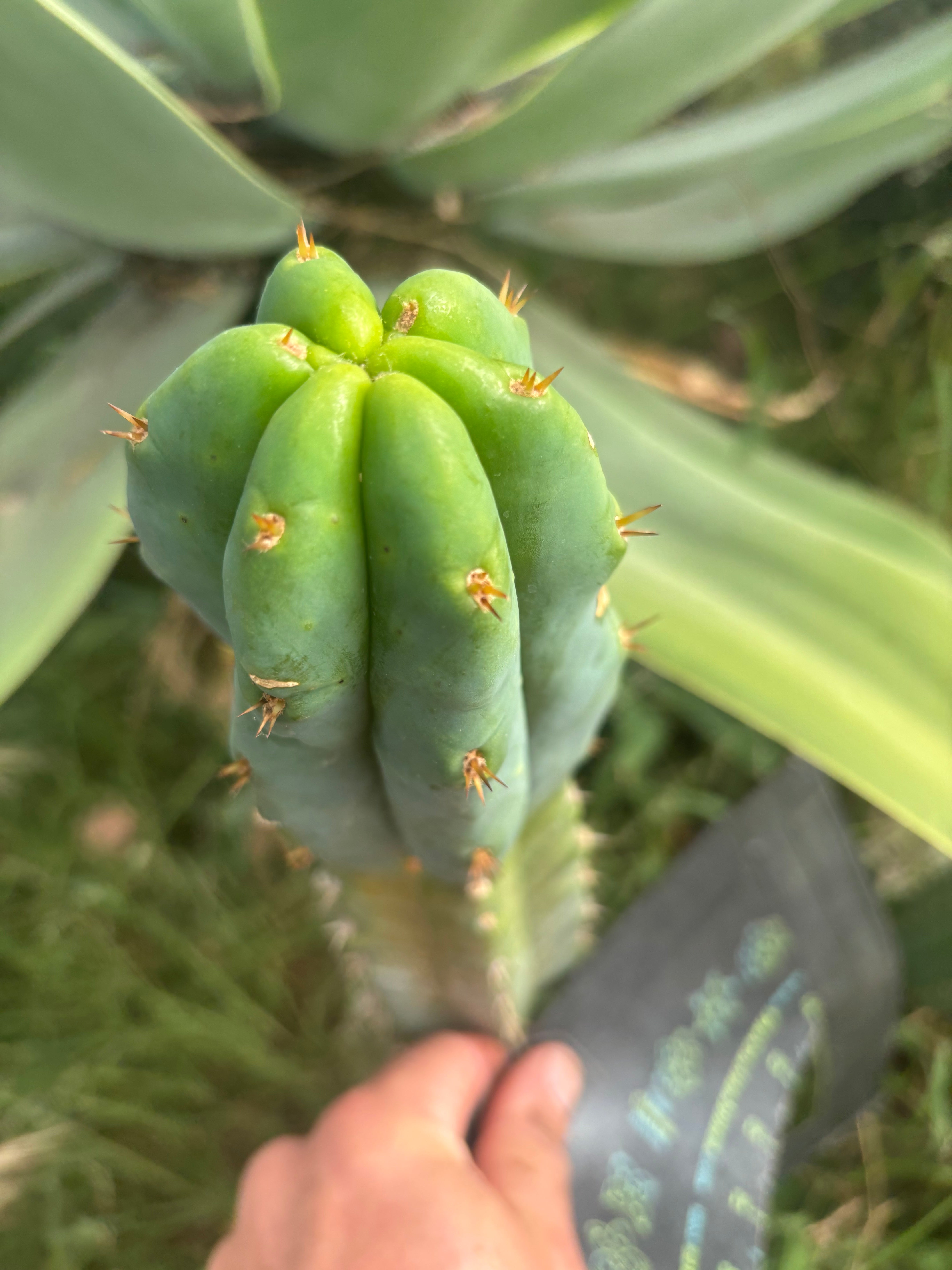 🌶️🌶️ NoidTwo — 10” Tip