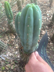👑🌶️🌶️ KR04 — 8” Tip