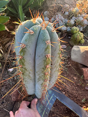 💎👑🌶️ CGG — XL 14” Bomb Pup