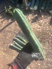 👑🌶️🌶️  Jiimz Twin Spine — 10” Tips