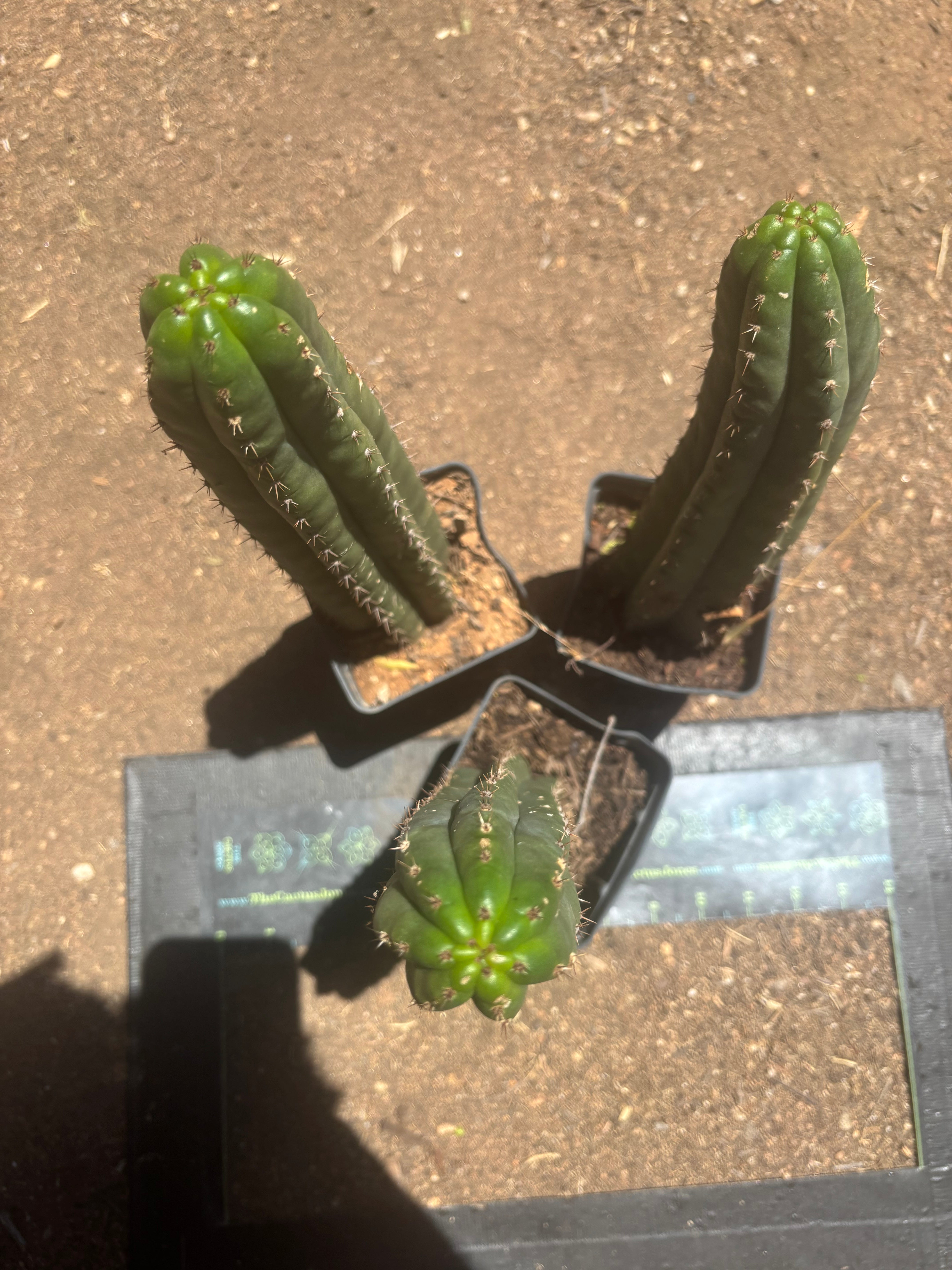 👑🌶️ Torres & Torres — Rooted 11” Tips