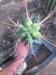 👑🌶️ Nash — 14” Tip