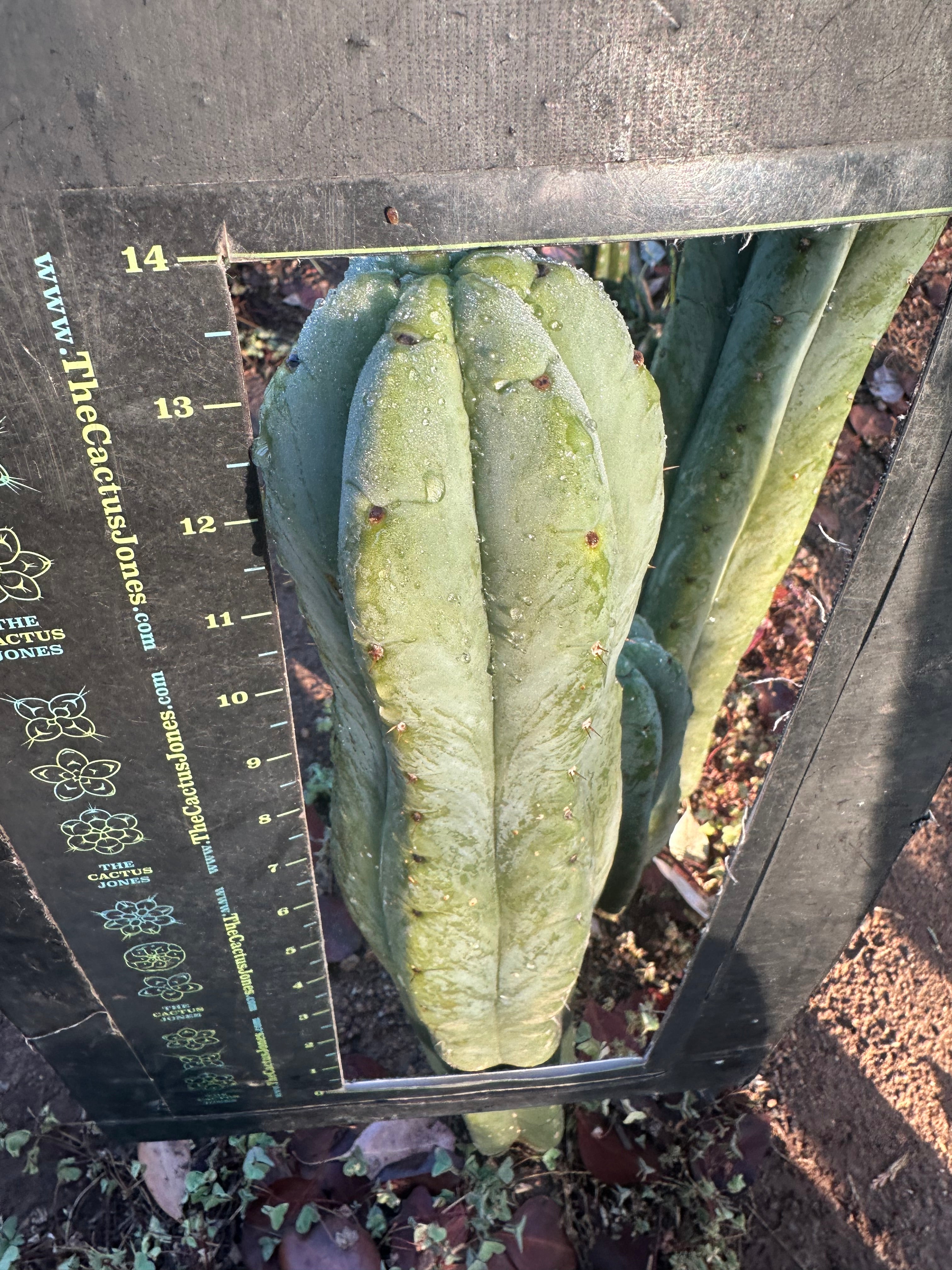💎👑🌶️ Jonesy07 — XL 14” Tip