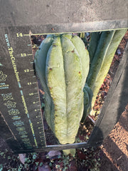 💎👑🌶️ Jonesy07 — XL 14” Tip
