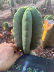 💎👑💎🌶️ Ferah — Fat 8” Pup