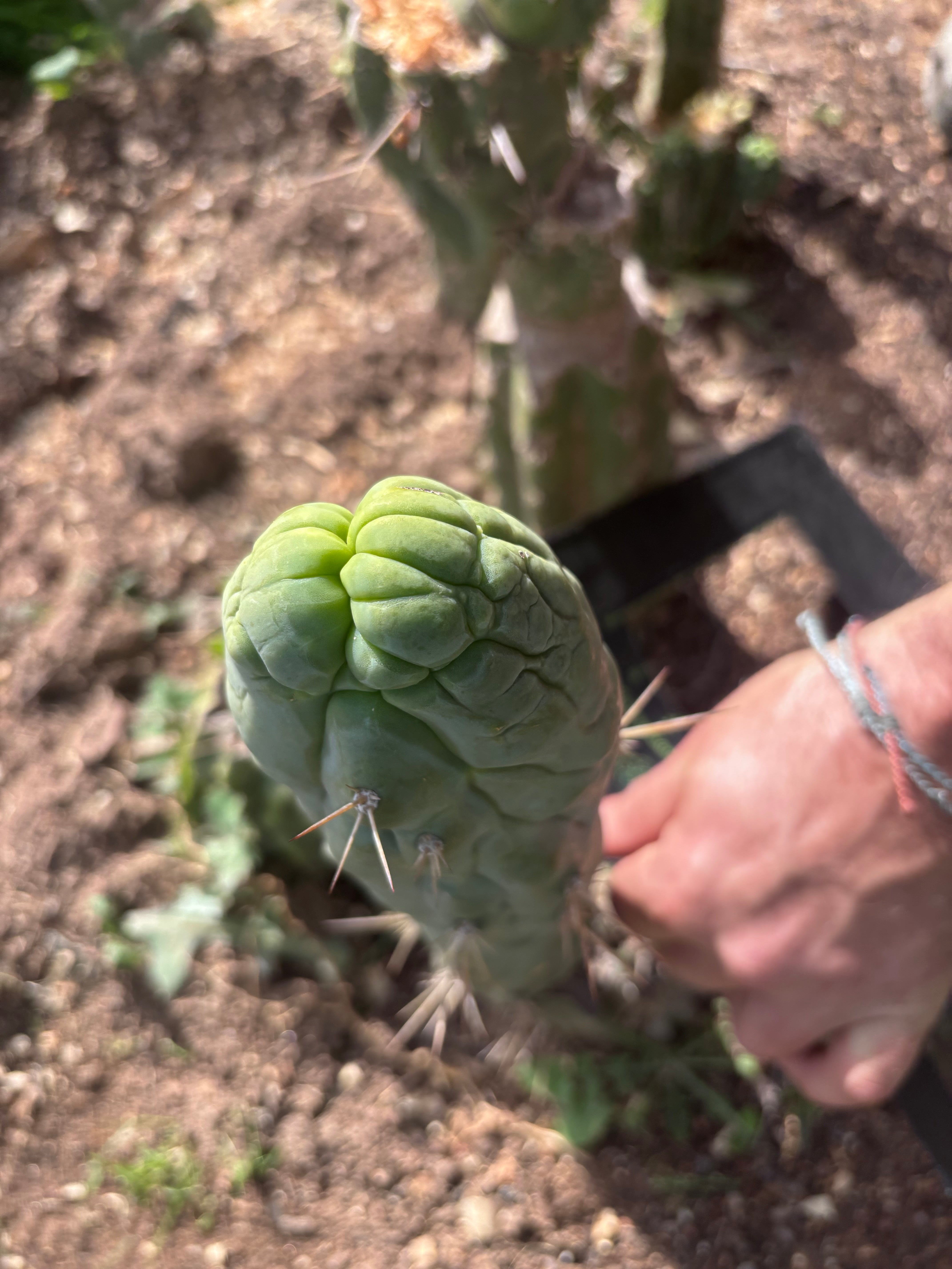 💎👑🐉 Bruce’s Dragon — 9” Tip