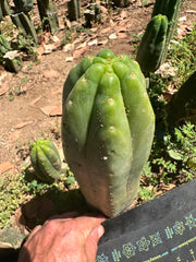 👑🌶️🌶️ Another Drop, Another Ogun — 10” Tip