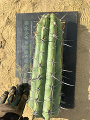 💪⚔️ A Beast of a Taq Tip