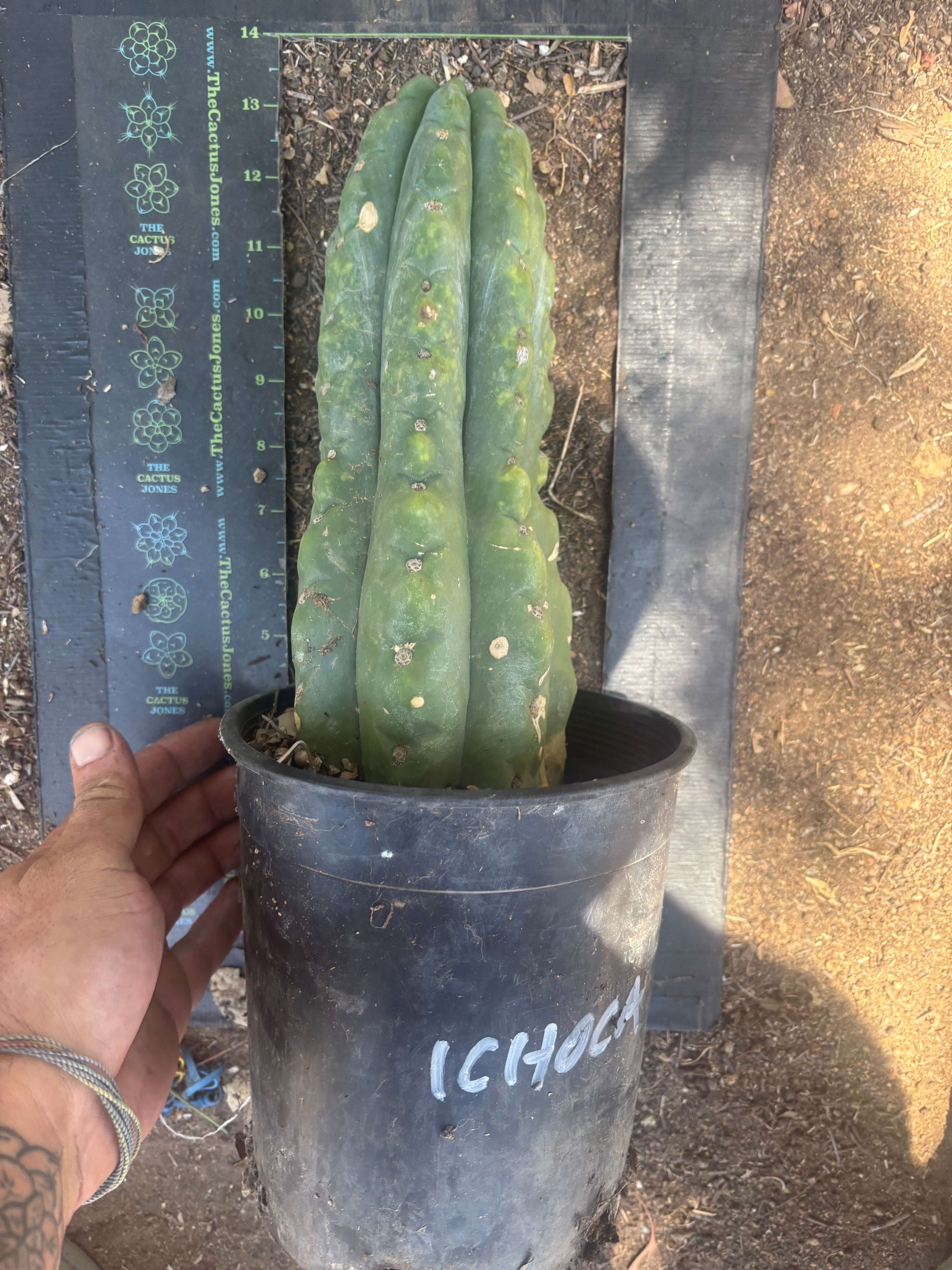 💎👑🌶️  Ichoca — Chonky Rooted 12”