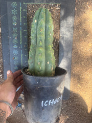 💎👑🌶️  Ichoca — Chonky Rooted 12”