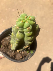 💎🌶️🌶️ NOM — Rooted Pup