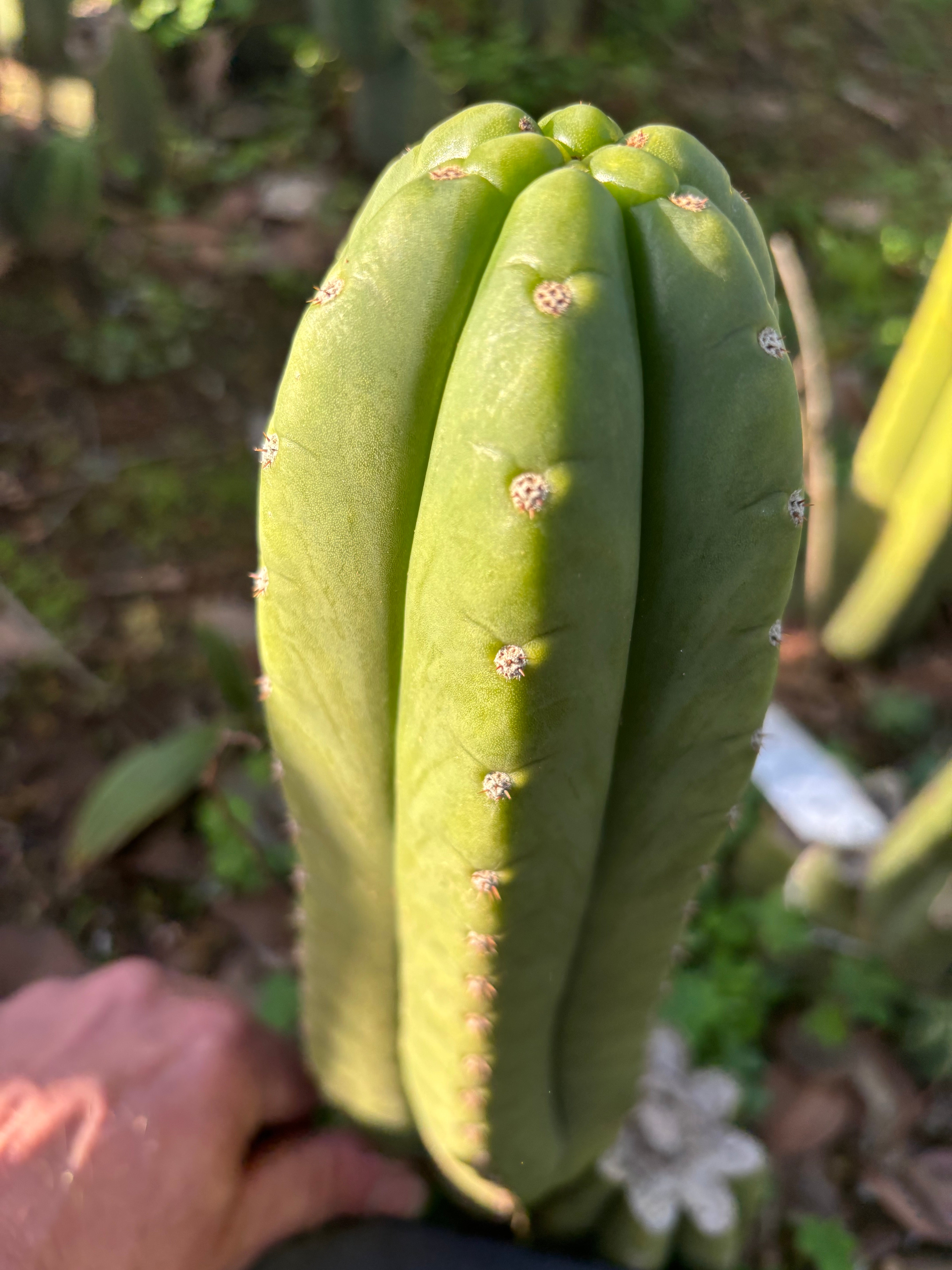 👑🌶️ The Field’s Pachanoi — Chonky 11” Pup