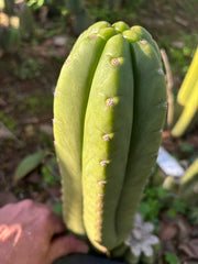 👑🌶️ The Field’s Pachanoi — Chonky 11” Pup