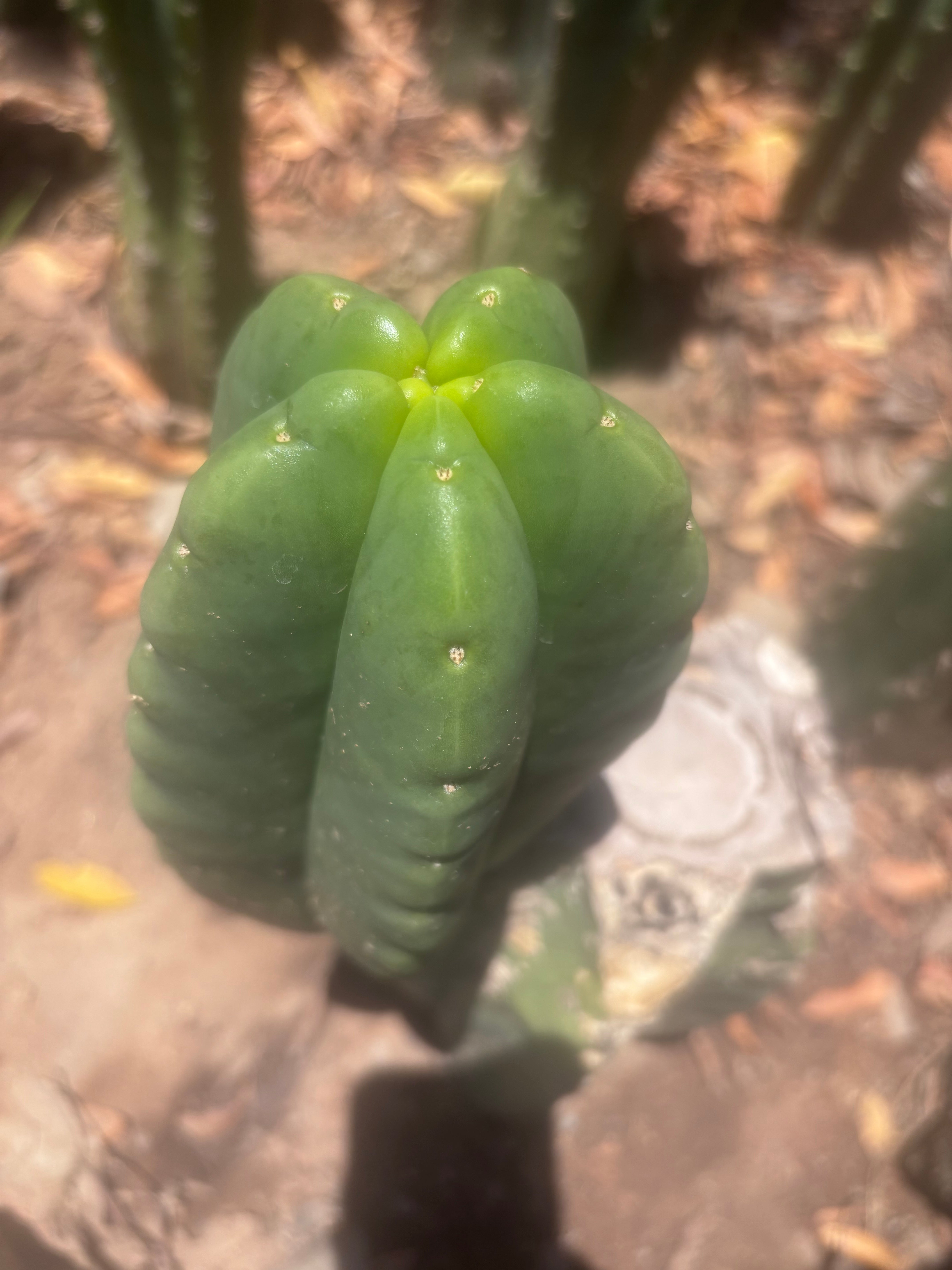 💎👑💎🌶️ Ferah — Fat 7.5” Pup