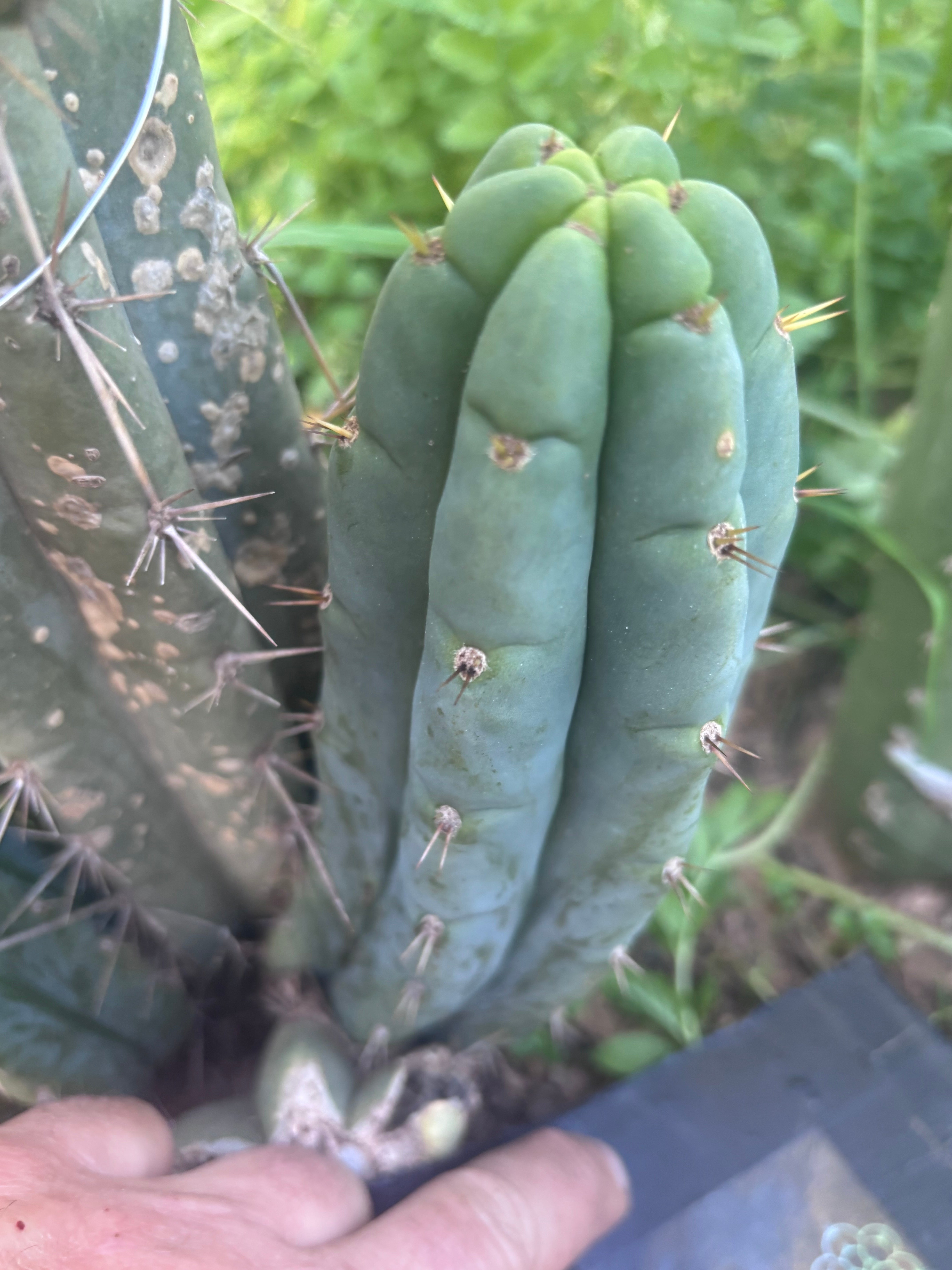 💎👑🌶️🌶️ Austy’s Bomb — 7” Tip