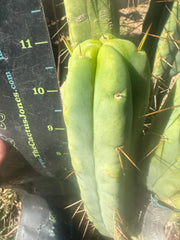 👑🌶️🌶️ Jiimz Twin Spine  — 11” Pup