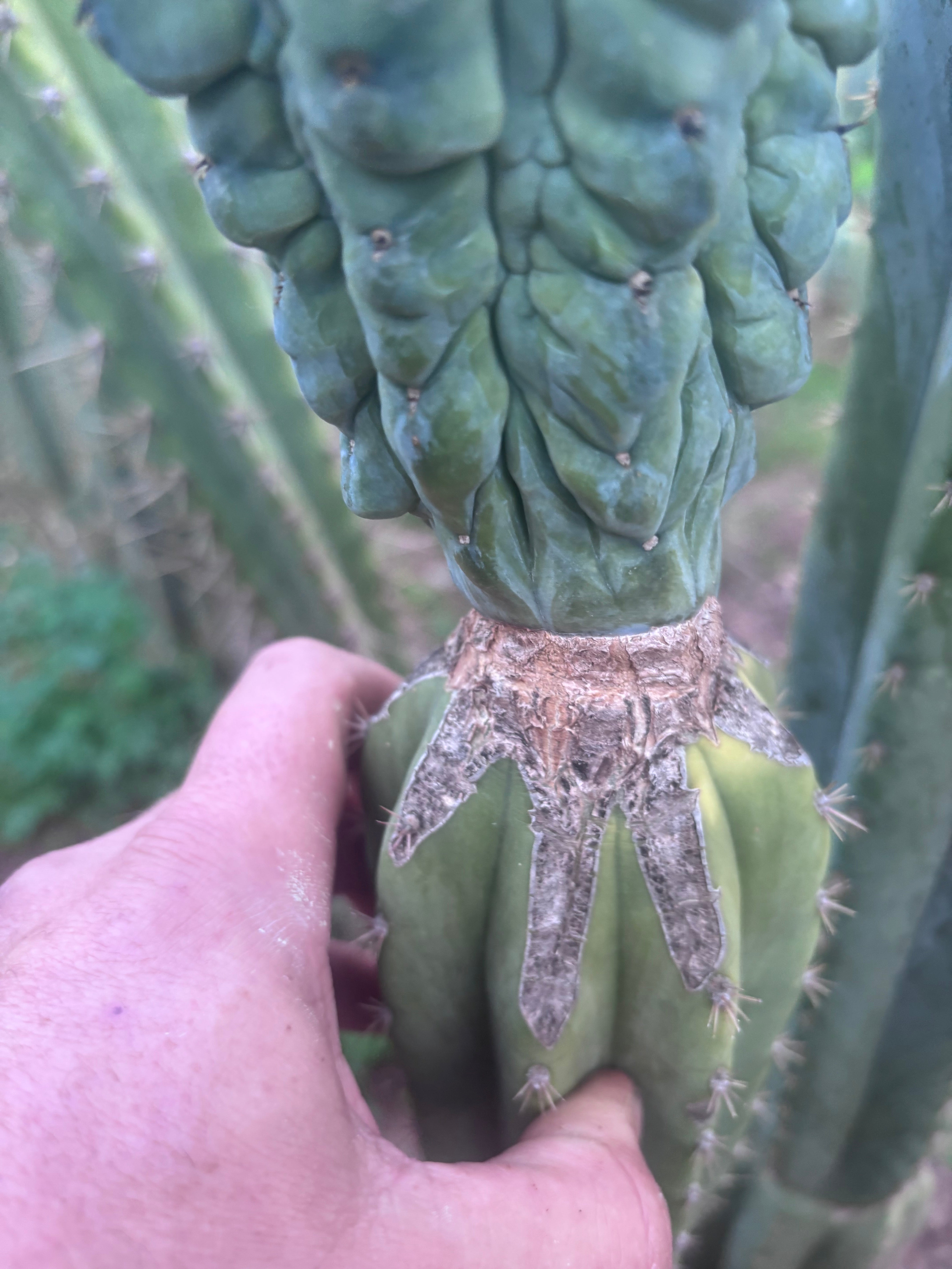 💎👑💎 Glorp — XXL Pupsplosion Graft (Re-Listing)