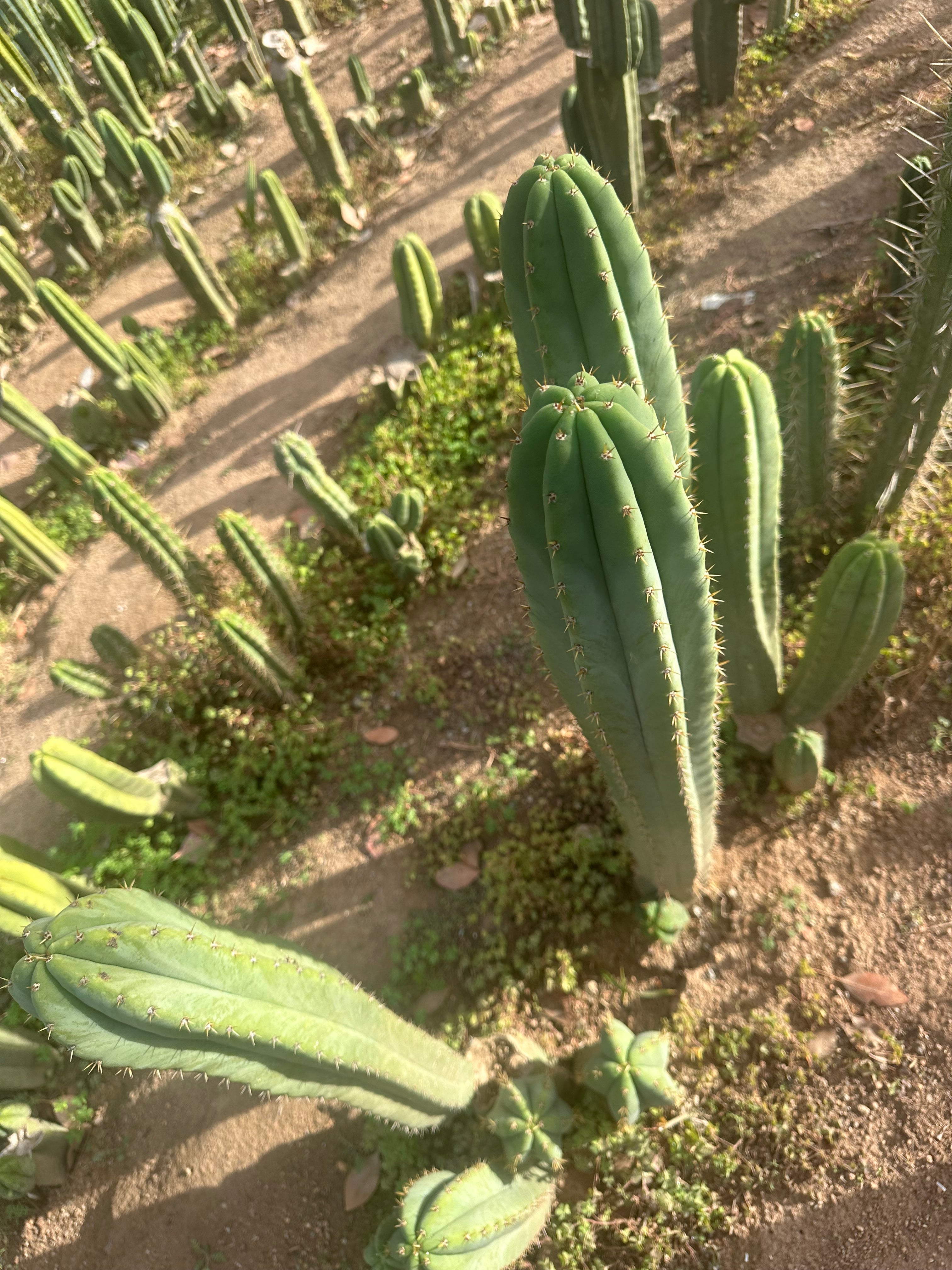 Heynes x Jessica  — XL 14” Tips