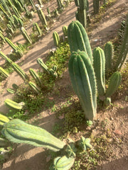 Heynes x Jessica  — XL 14” Tips