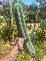 👑💎🌶️🌶️ Eileen — 18” Mega Tip