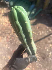 👑🌶️🌶️  Jiimz Twin Spine — 10” Tips