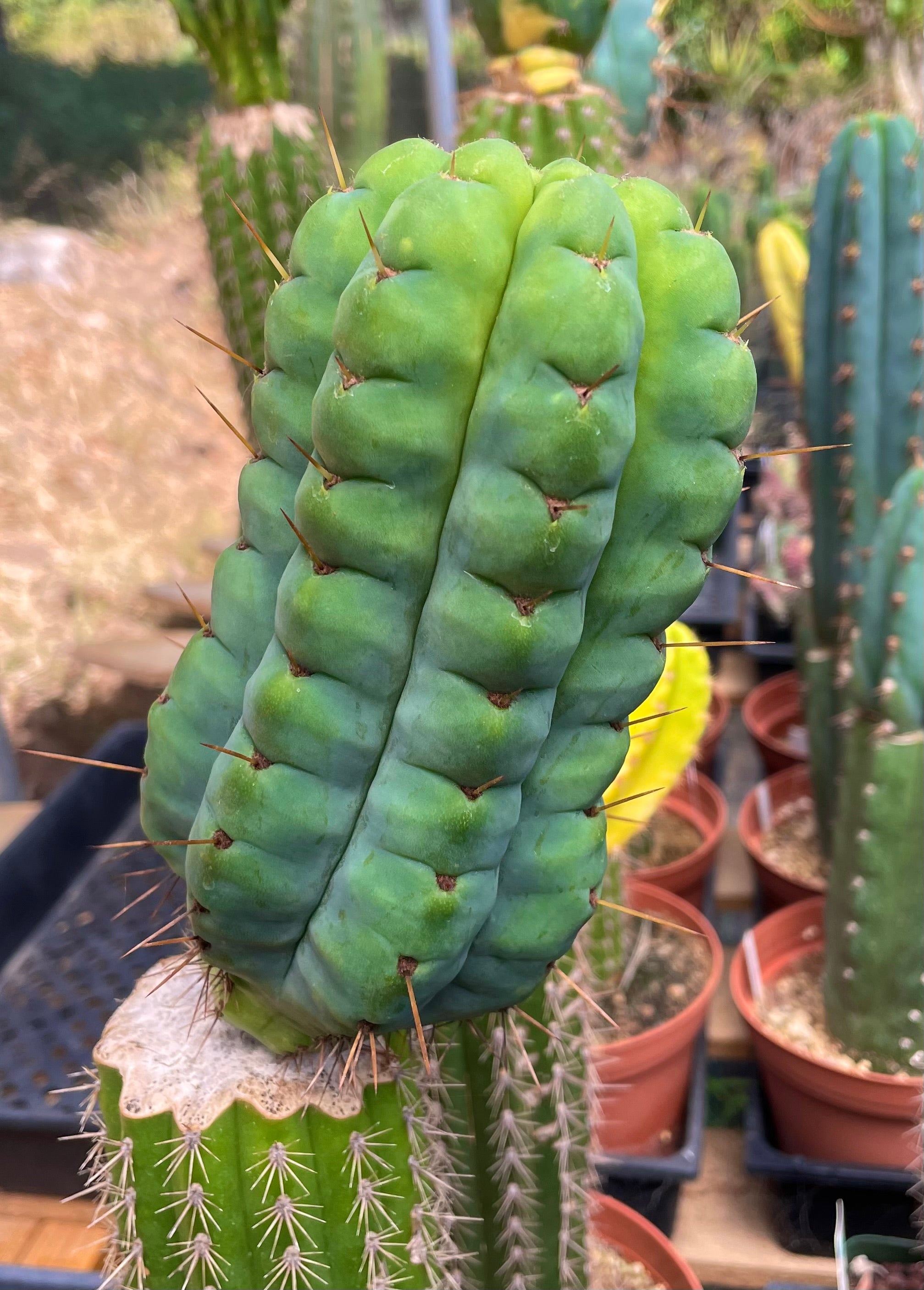 💎👑💎 Havran Preorder!