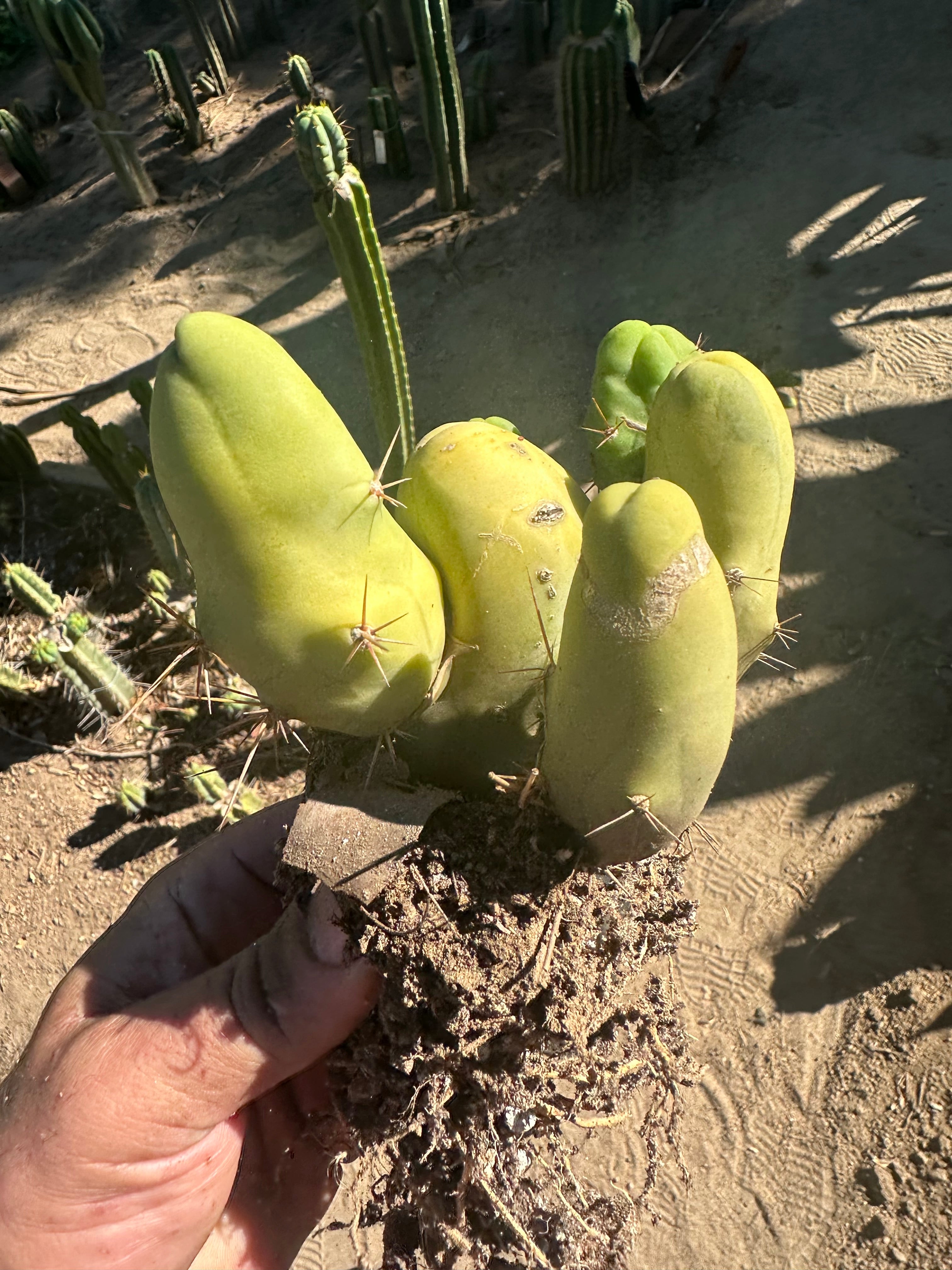 👑🌶️🌶️  TBM  — Rooted Cluster #2