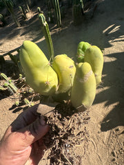 👑🌶️🌶️  TBM  — Rooted Cluster #2
