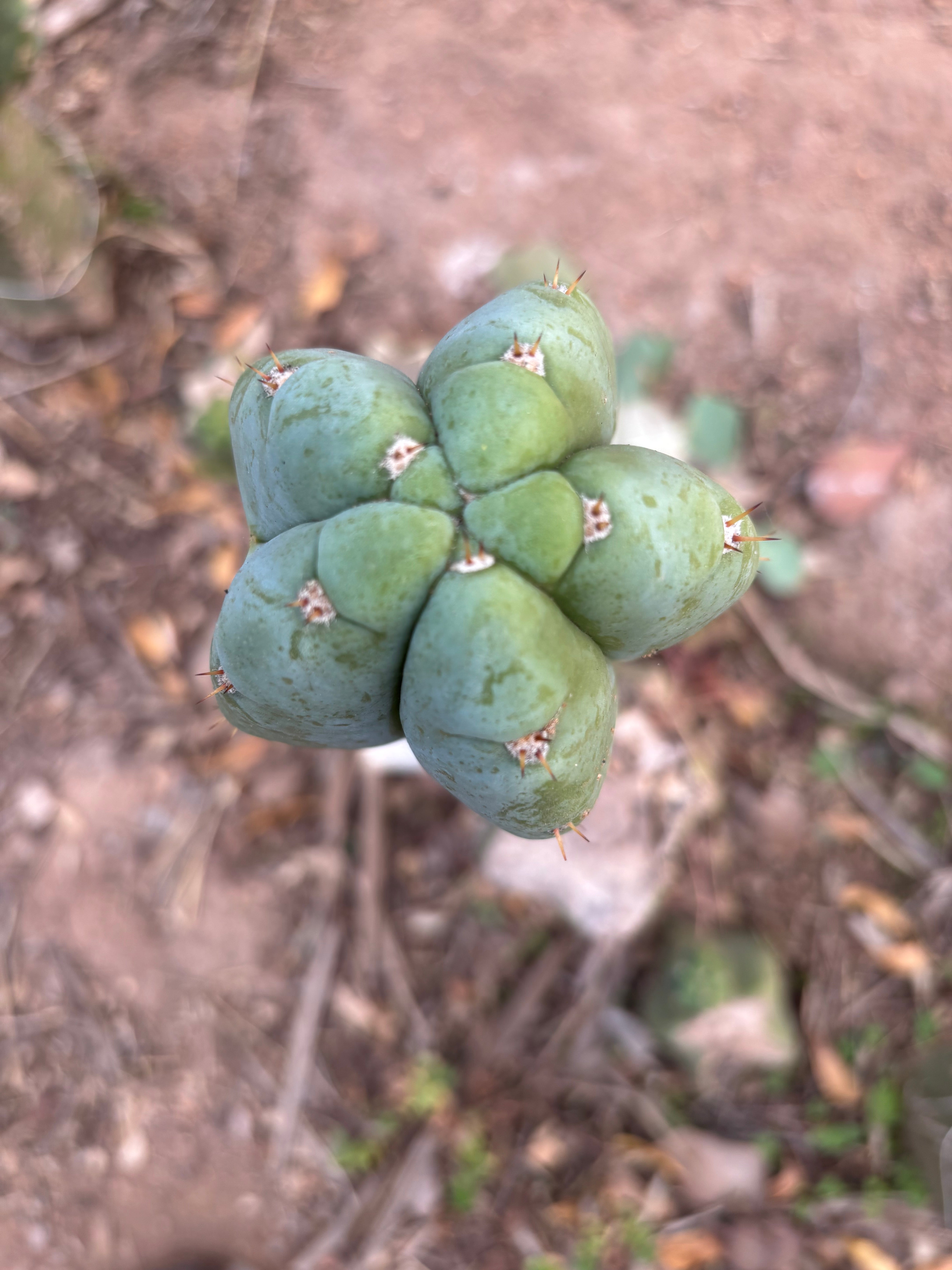 👑💎🌶️ Bob’s Colossus—  Chonky 9” Pup