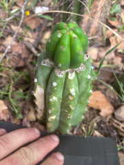 👑🌶️🌶️ KR04 — Whole Rooted Graft