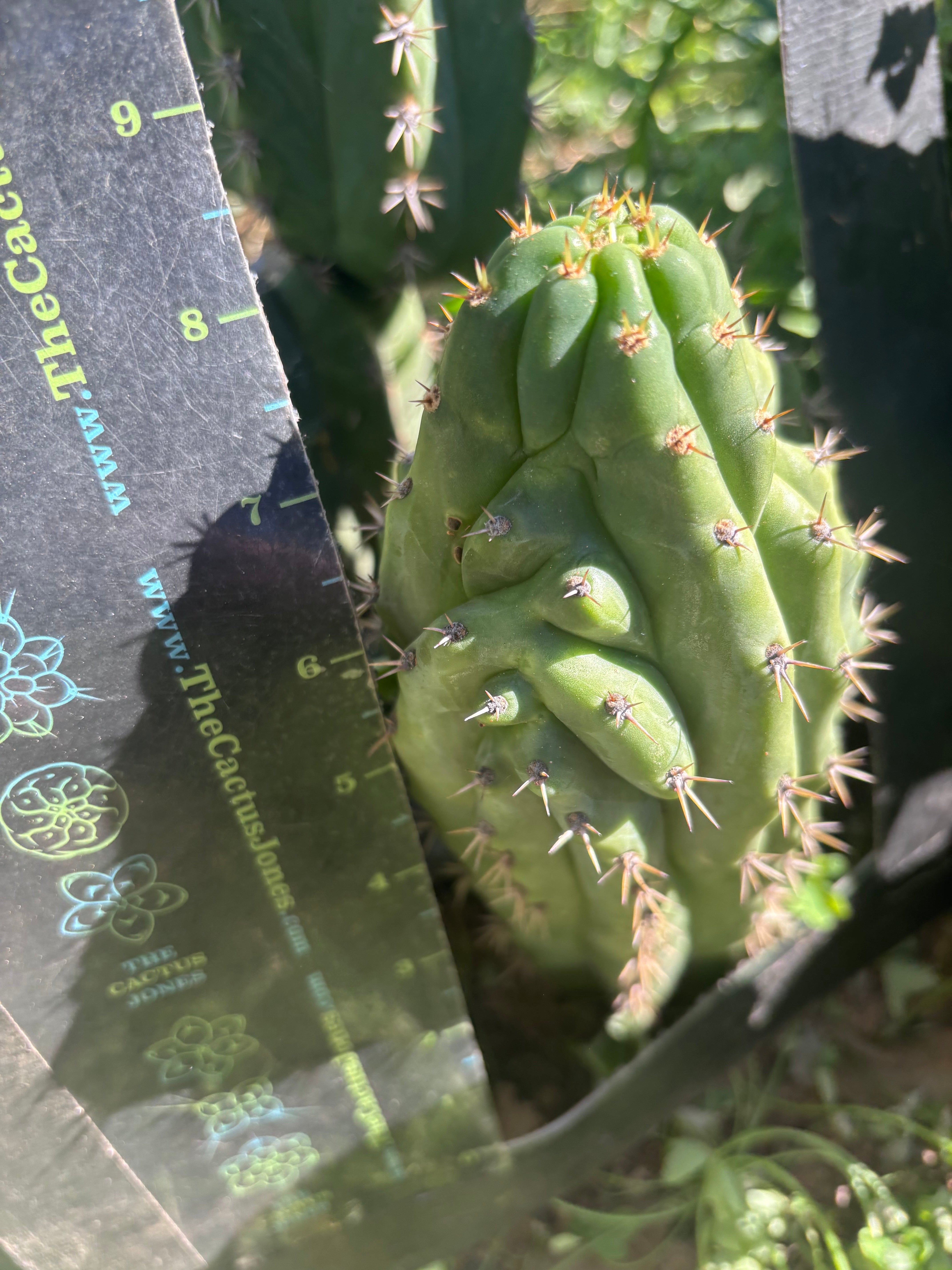 👑🐦‍⬛ RJ’s Clone — 9” Tip