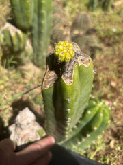 💎👑💎 Hulk’s Balls Graft