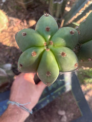 Dr. G x Sharxx  — 11” Pup