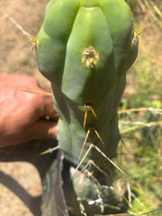 💎👑🌶️ Monster De Cota Cota — Chonky Tip