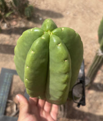 💎👑💎🌶️ Ferah — Massive 10” Melon!