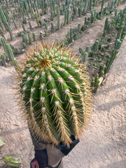 (LAST CALL) The World’s Greatest Grafting Stock — *FAT* 10” Tips (Pre-Order)