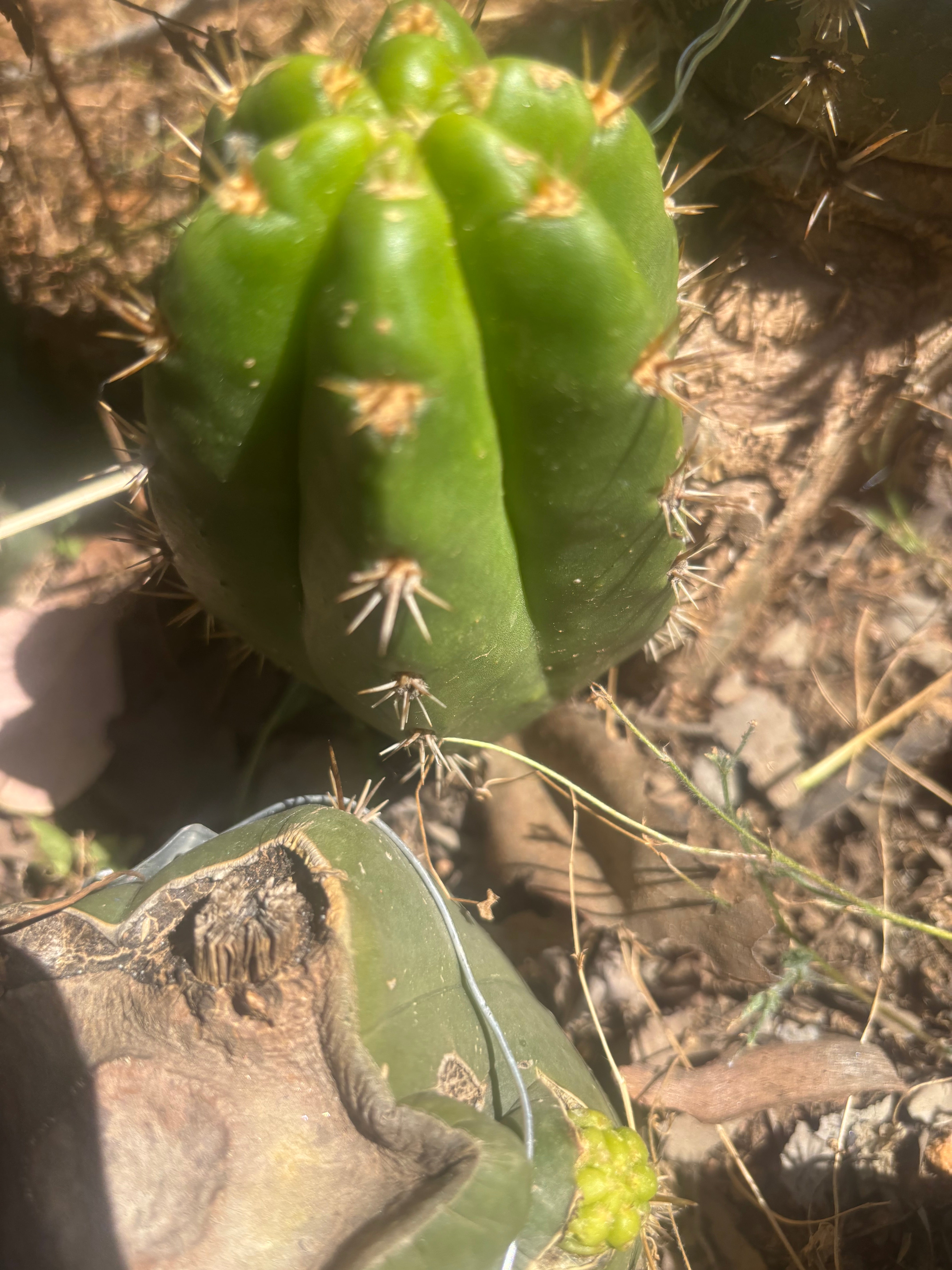 💎👑💎🌶️ CareBear — 5” Grenade