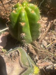 💎👑💎🌶️ CareBear — 5” Grenade