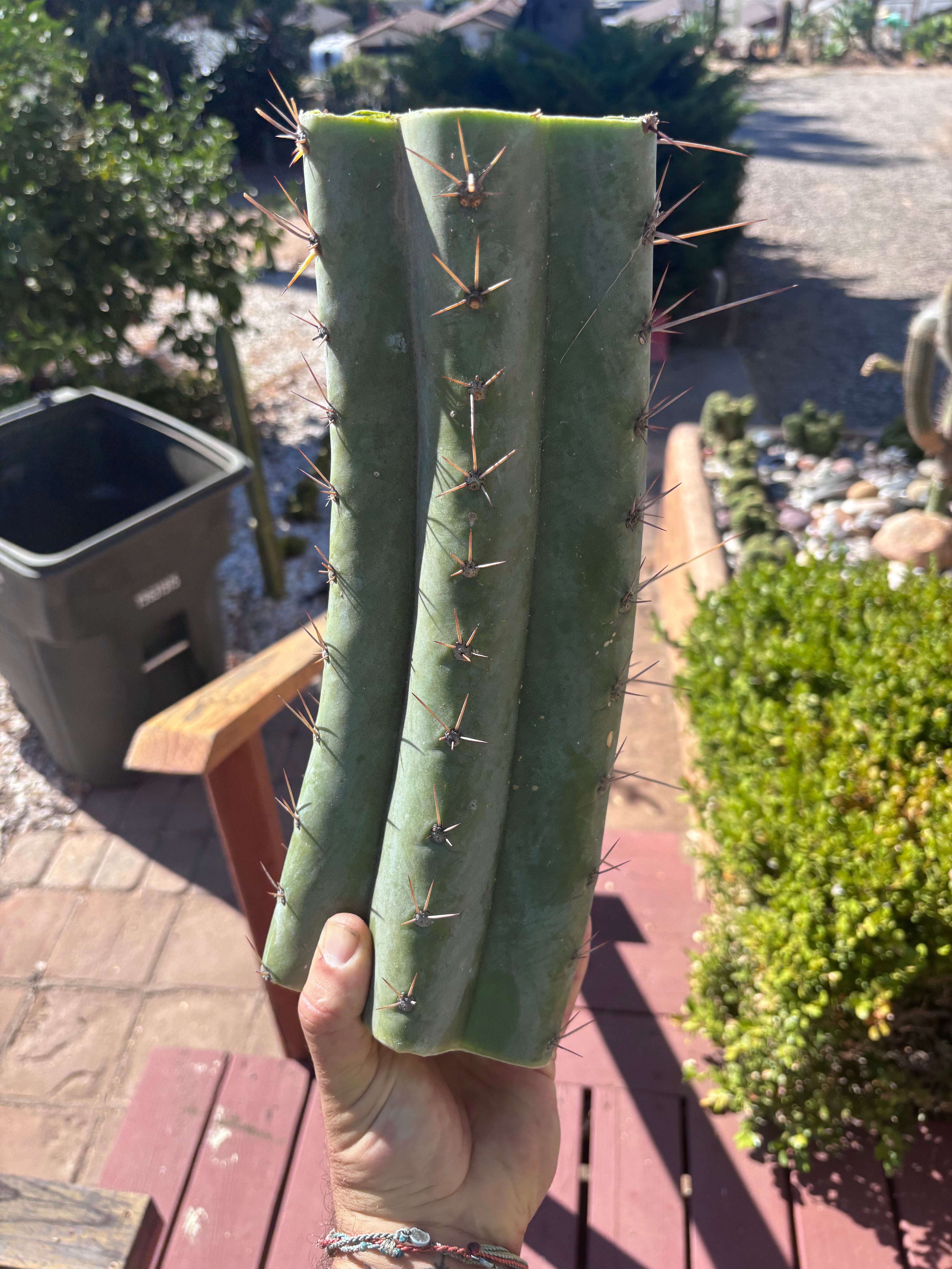 💎👑🌶️ CGG — Massive 15” Mid