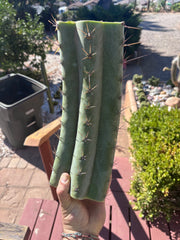 💎👑🌶️ CGG — Massive 15” Mid