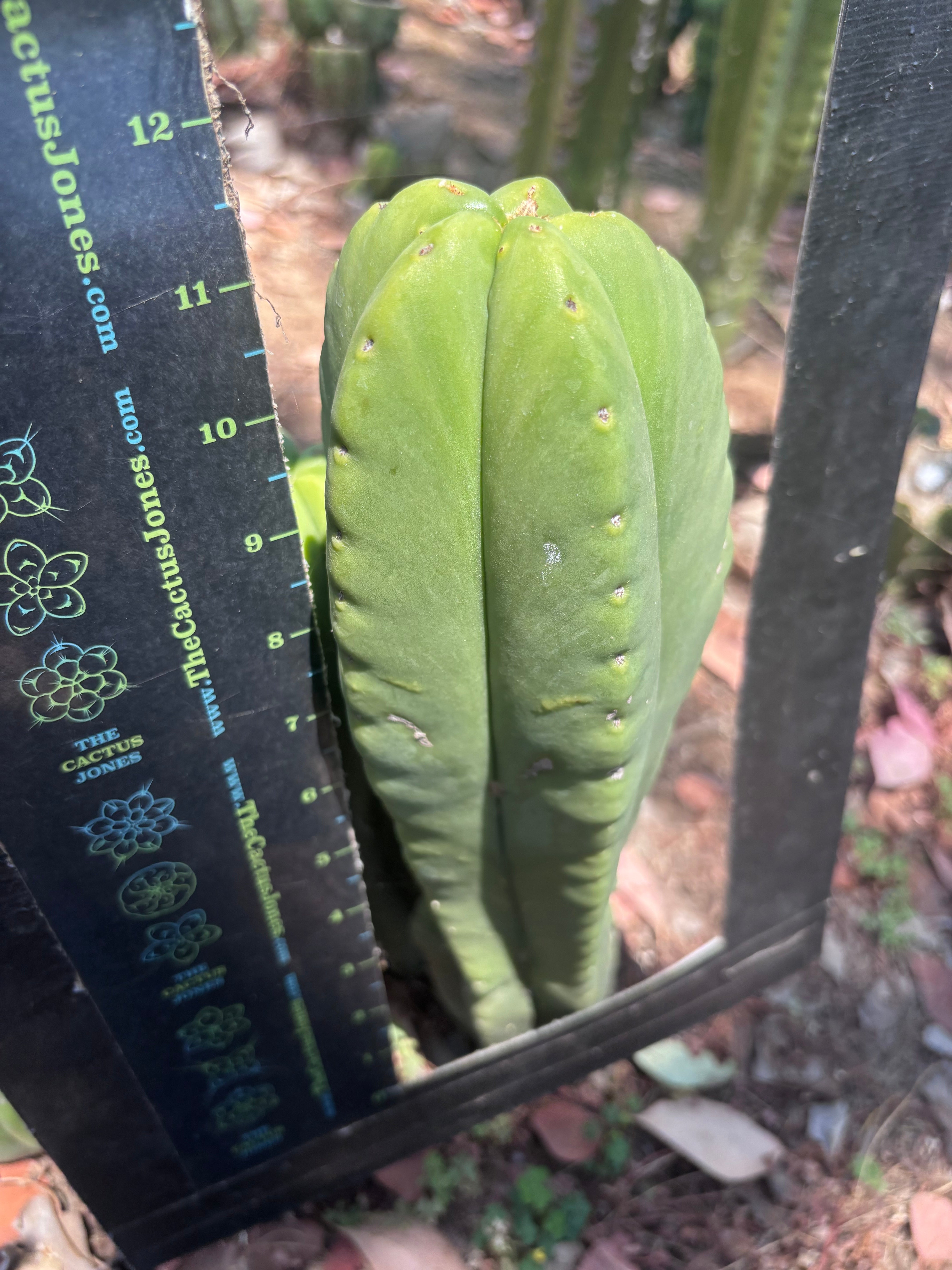 👑💎 Aussie Scop — Chonky 11” Tip