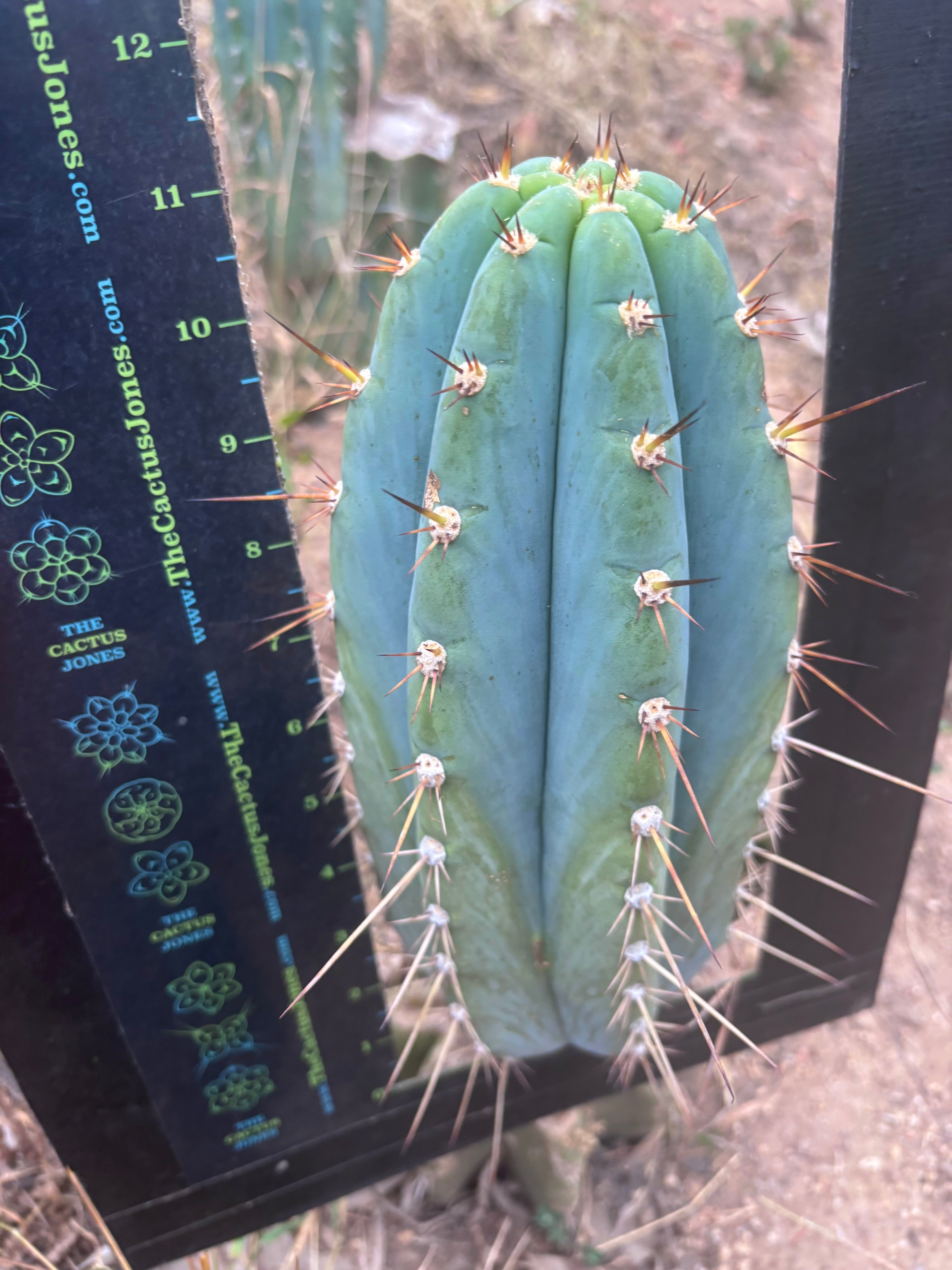 💎👑🌶️ CGG — Blue 11” Melon