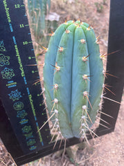 💎👑🌶️ CGG — Blue 11” Melon