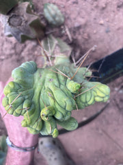 👑💎🌶️🌶️ TBMC — 6” x 7” Crest