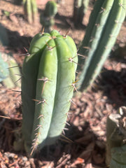 👑🌶️🌶️ Pala! — The Sunday Pup